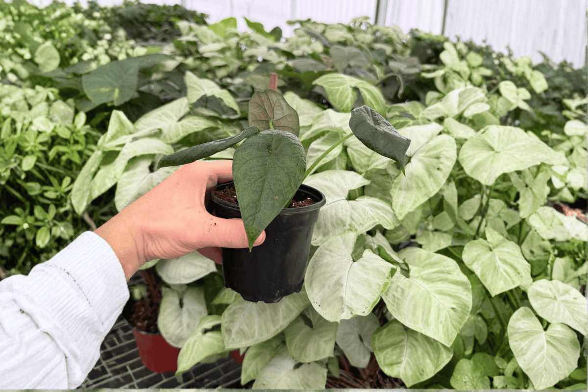 Alocasia Dragon Wings Hybrid - 2 Live Plants in 4-Inch Pots (Dragon Scale x Scalprum)