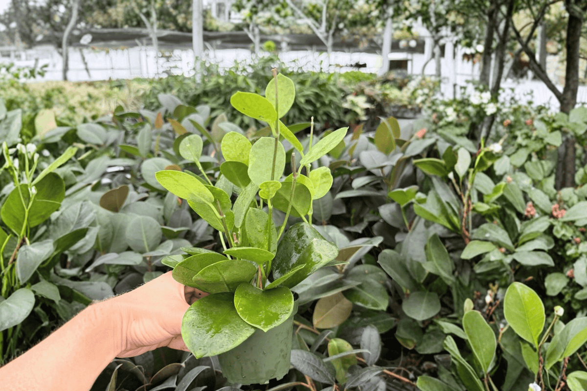 Hoya Australis 2 Live Plants in 4-Inch Pots | Hoya australis