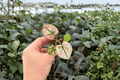 Caladium Scarlet Mary - 2 Exact Live Starter Plants