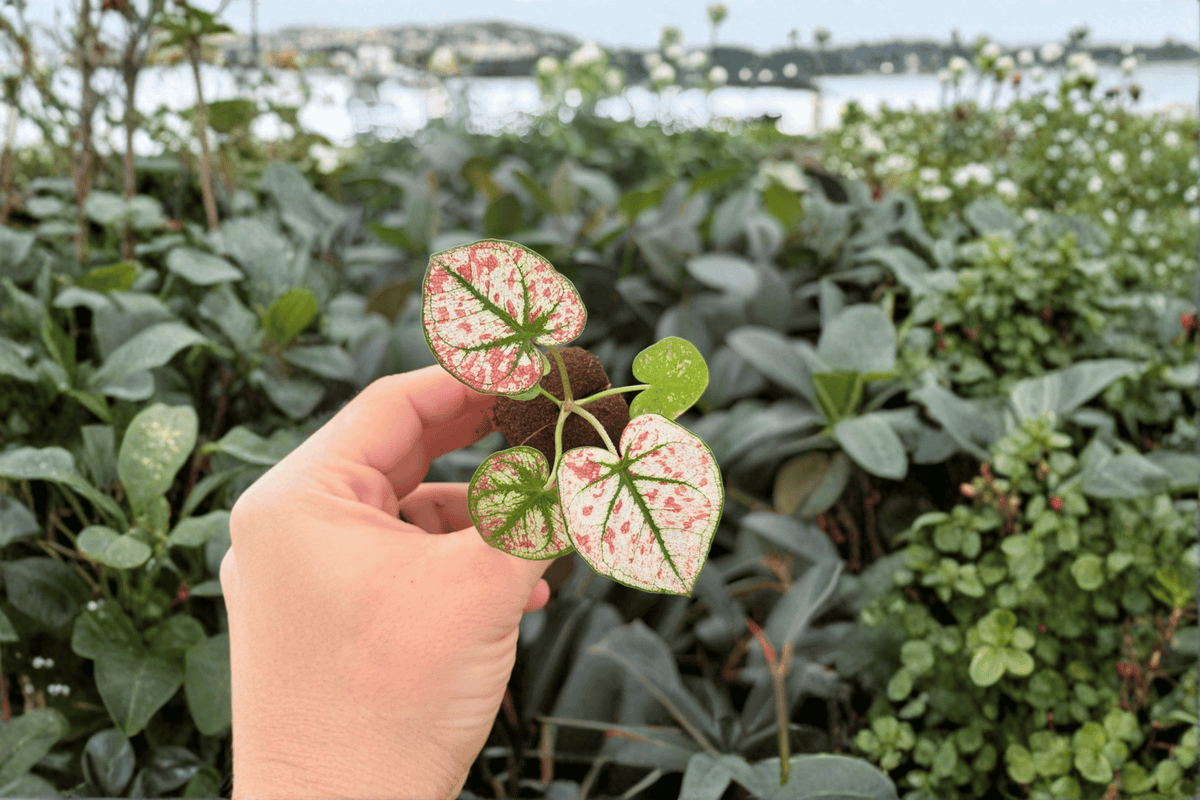 Caladium Scarlet Mary - 2 Exact Live Starter Plants