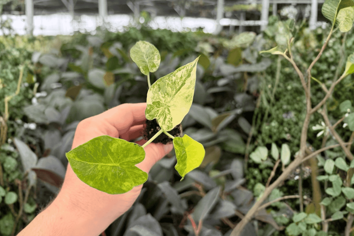 Yellow Variegated Alocasia Gageana Aurea Starter Plants - 2 Exact Live Plants