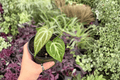 Anthurium Silver Hope x Hoffmani Hybrid - 2 Live 4-Inch Pot Plants
