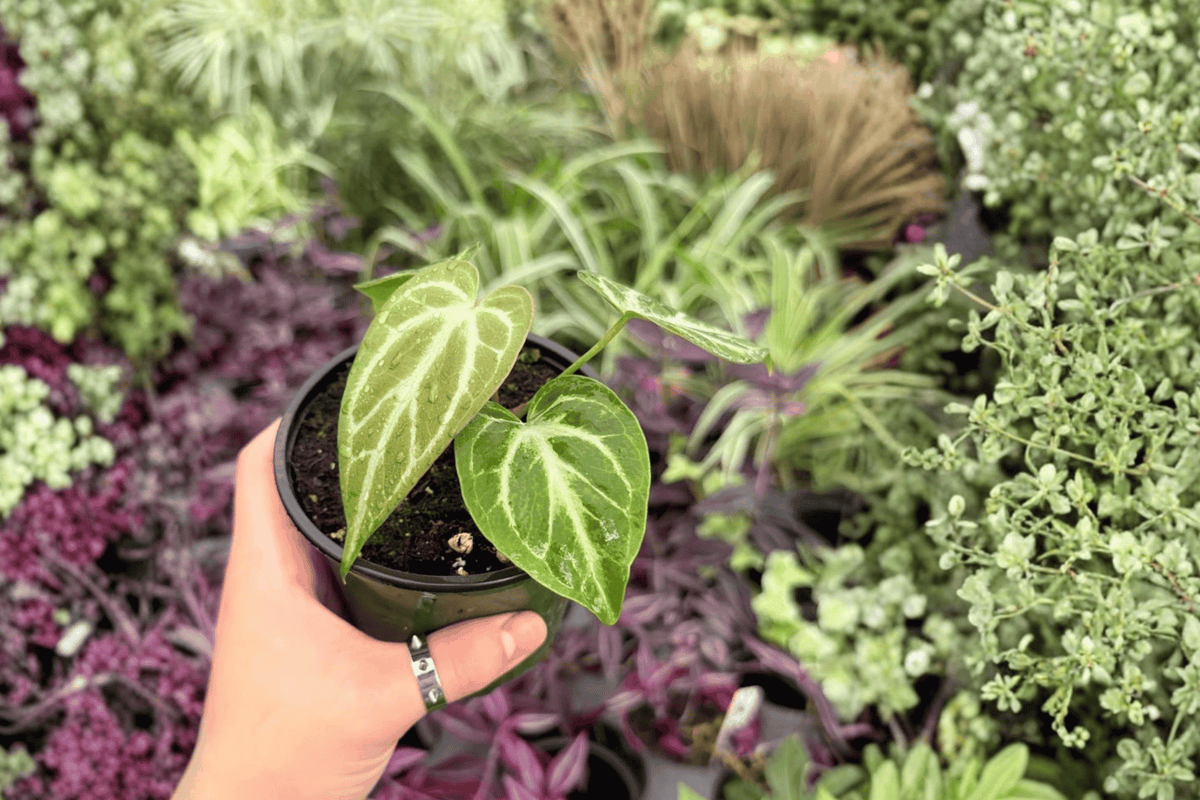 Anthurium Silver Hope x Hoffmani Hybrid - 2 Live 4-Inch Pot Plants