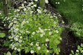 Golden Feather Aureum Chrysanthemum parthenium - 4-Inch Live Plant (1) in Pot