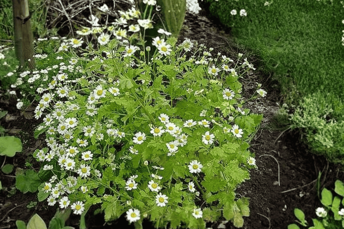 Golden Feather Aureum Chrysanthemum parthenium - 4-Inch Live Plant (1) in Pot