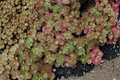 Fuldaglut Stonecrop Sedum spurium 'Fuldaglut' — 1 Live Plant in 4-Inch Pot