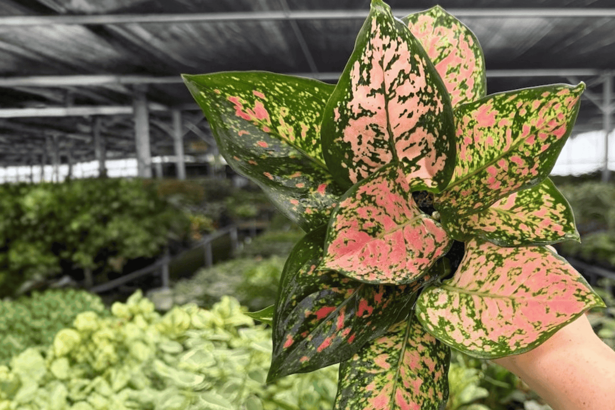Aglaonema Katrina (Katrina Chinese Evergreen) - 2 Live Plants, Exact Specimens, 4" Pot