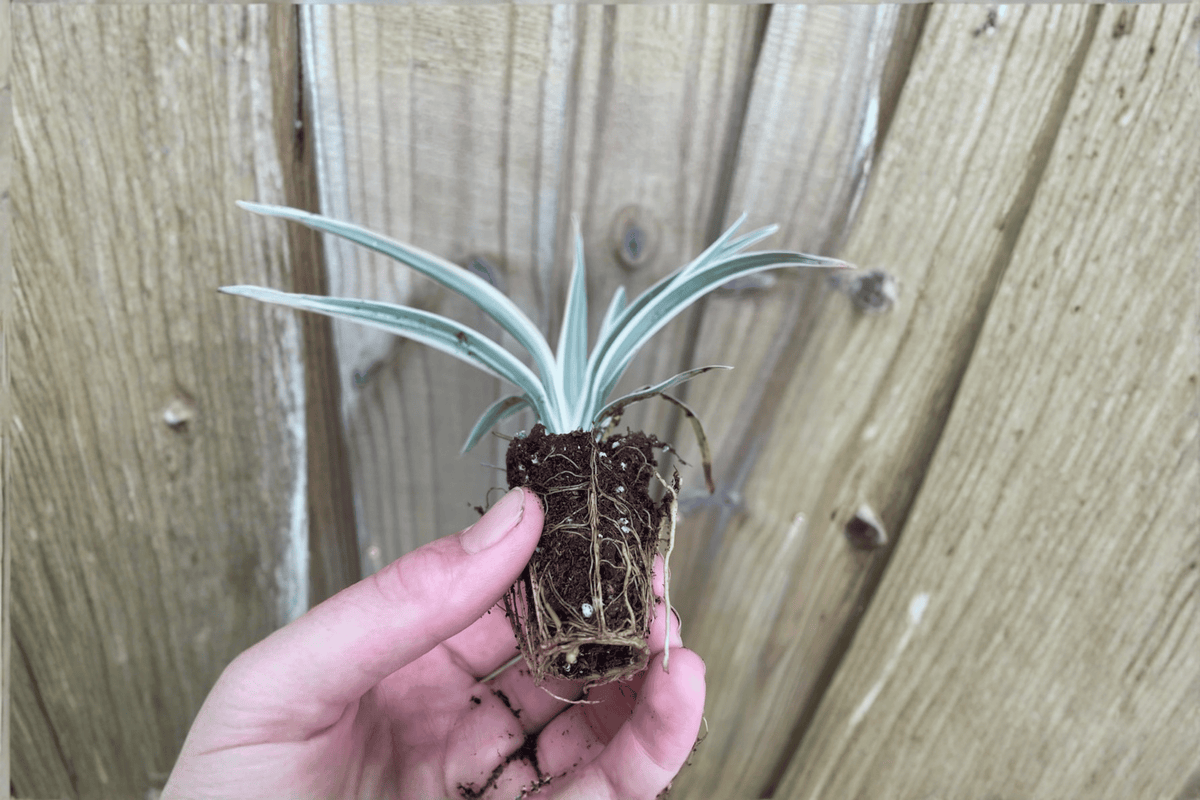 Flax Lily (Dianella tasmanica) 2 Starter Bare Root Plants