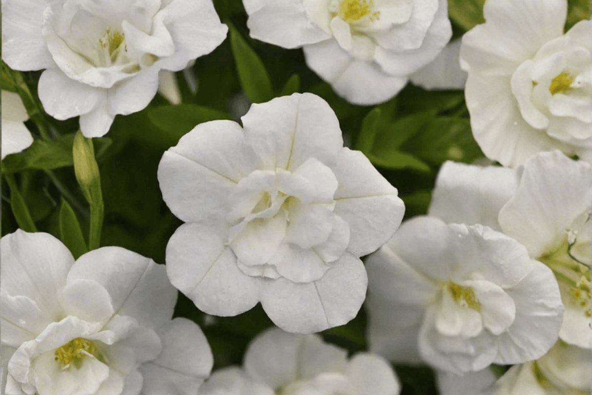 Calibrachoa MiniFamous Uno Double White Million Bells - 4-Inch Pot (1 Live Plant)