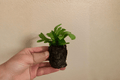 Green Flame Fern Starter Plants – 2-Inch Pots (2 Pack)