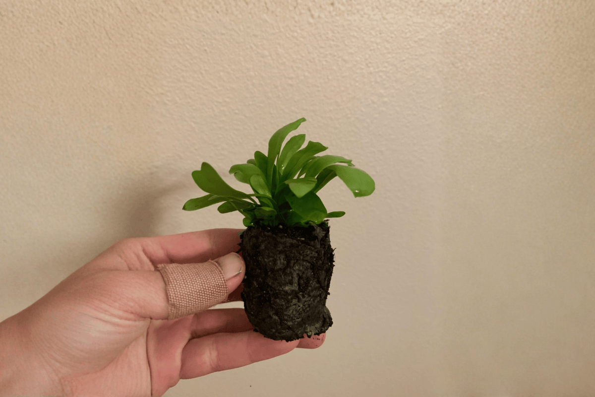 Green Flame Fern Starter Plants – 2-Inch Pots (2 Pack)