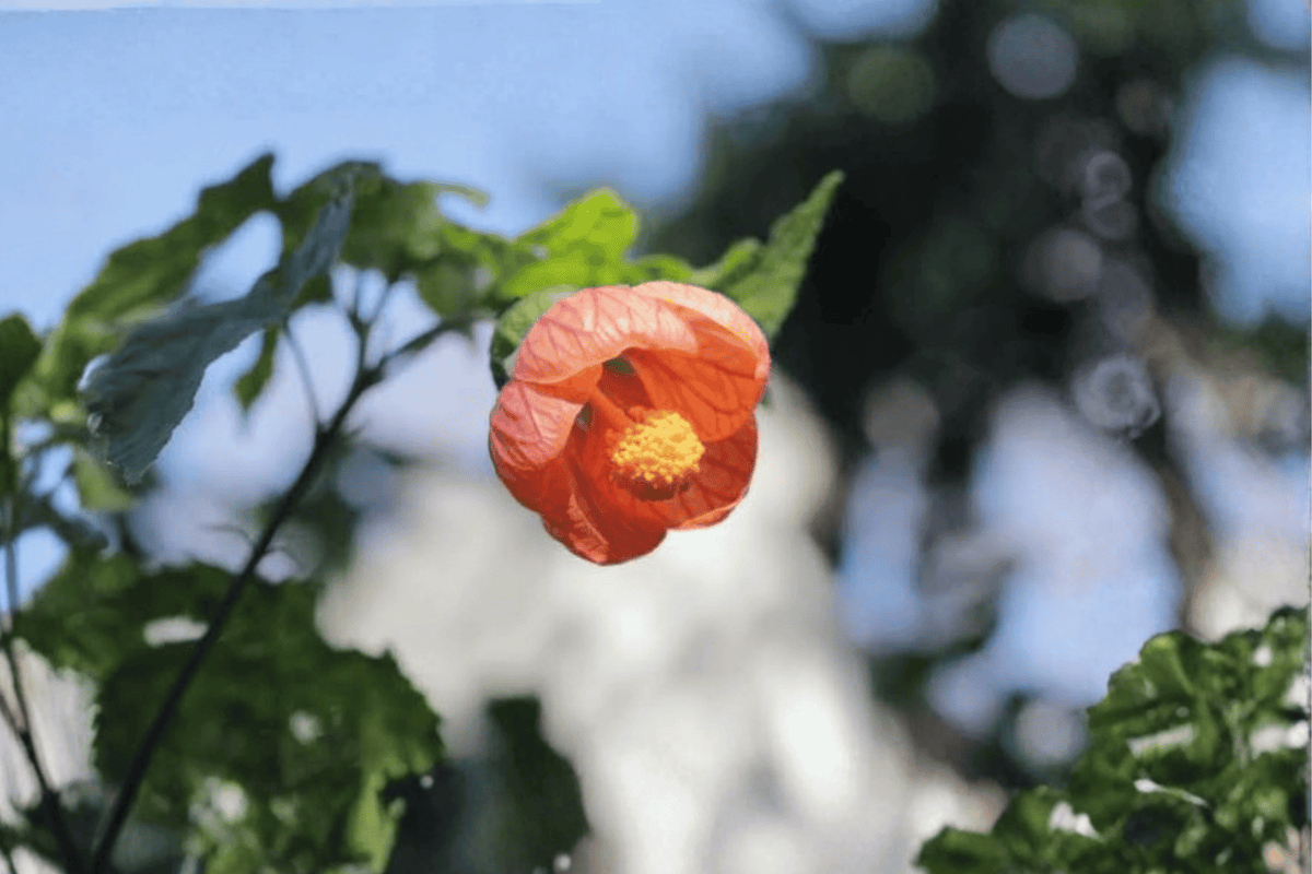 Savitzii Flowering Maple Abutilon × hybridum ‘Savitzii’ – 1 Gallon Live Plant