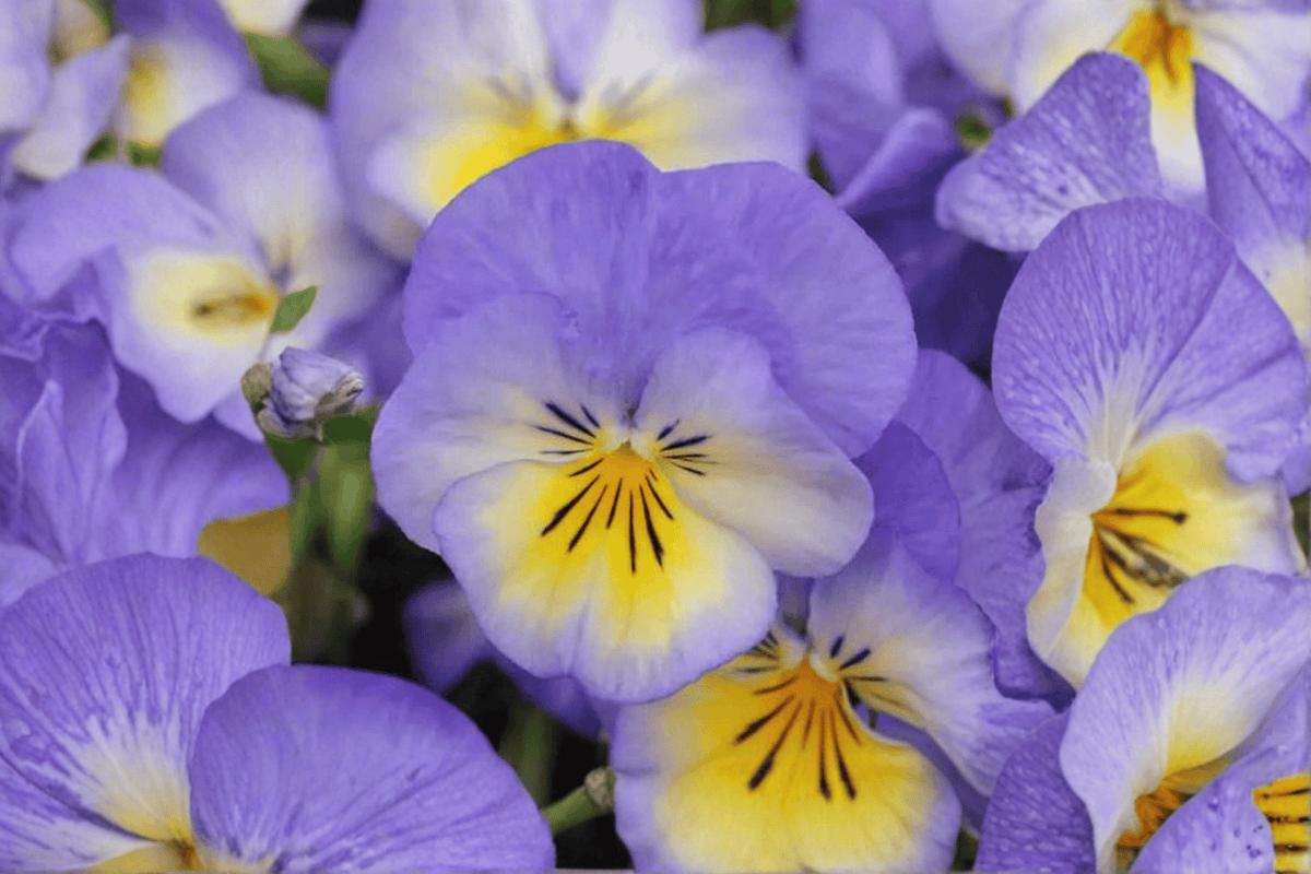 Halo Sky Blue Horned Violet Viola cornuta - 4-Inch Pot (Live Plant)