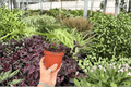 Anthurium Silver x Ferrari - 2 Exact Live Plants in 4-Inch Pots