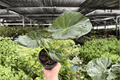 Alocasia Regal Shields 2 Live Plants in 4-Inch Pots - Regal Shields
