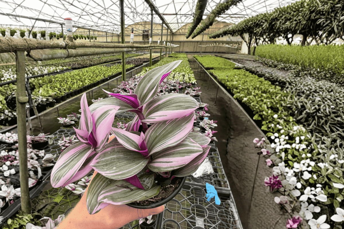 Tradescantia Nanouk - 2 Live Plants, 4-Inch Pot (Nanouk) | Ornamental Foliage