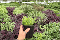 Variegated Bear Paw Cotyledon tomentosa 'Variegata' - 2 Live Plants in 4-Inch Pots