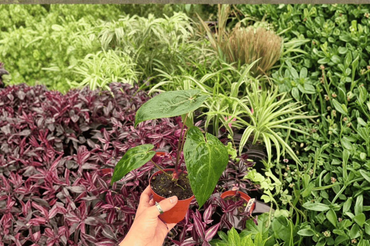 Anthurium Dark Phoenix x Papillilaminum - 2 Live 4-Inch Pot Plants (Exact Plants)