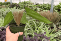 Anthurium Red Sinus x Hulk Live Plants - 2x 4-Inch Pots (Exact Plants)
