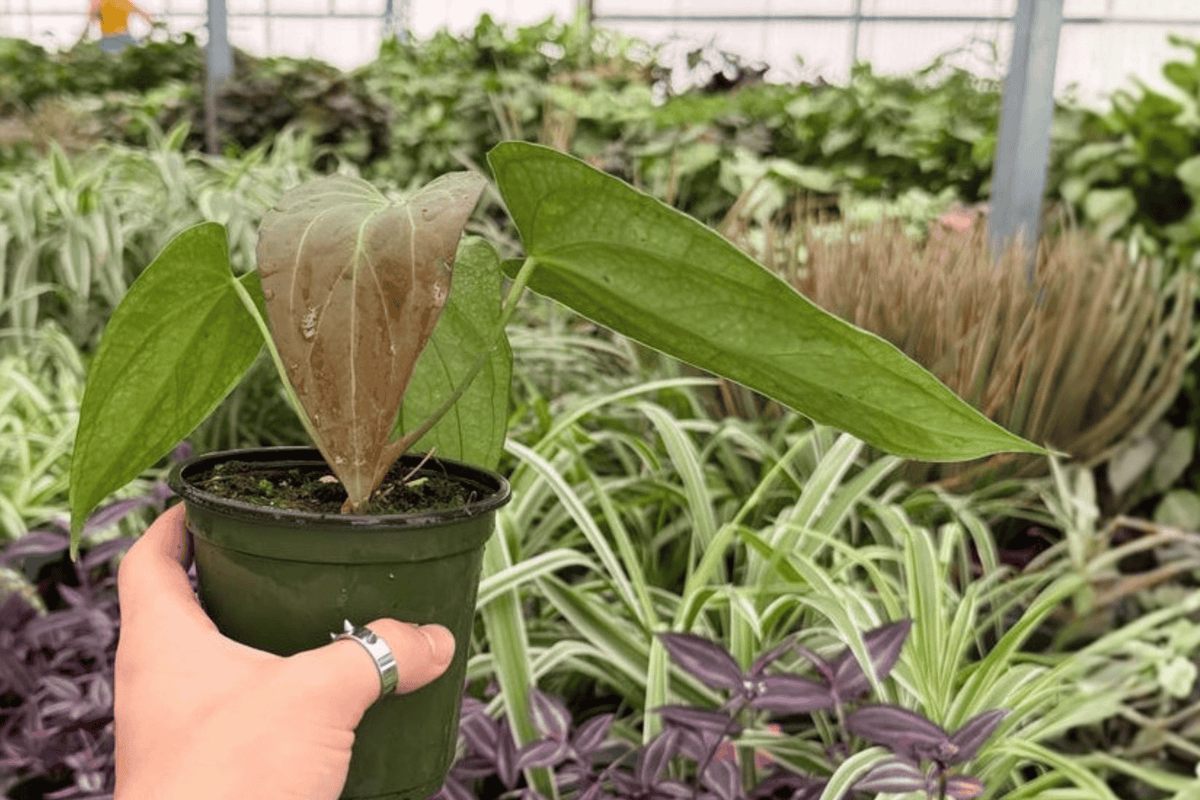 Anthurium Red Sinus x Hulk Live Plants - 2x 4-Inch Pots (Exact Plants)