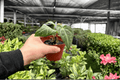 Anthurium Papillilaminum x Crystal Dark Fantasy - 2 Live Plants in 4-Inch Pots