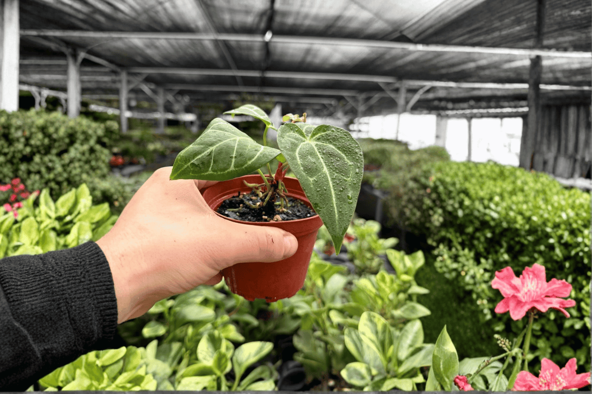 Anthurium Papillilaminum x Crystal Dark Fantasy - 2 Live Plants in 4-Inch Pots