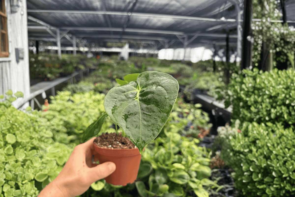 Anthurium Dressleri - 2 Live Plants in 4-Inch Pots (Exact Plants)