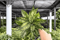 Aglaonema Wintery Winehouse - 2 Exact Live Plants in 4-Inch Pots