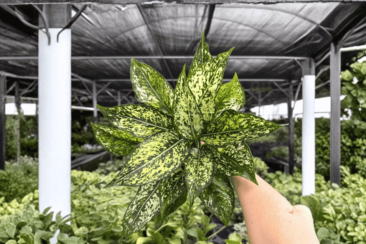 Aglaonema Wintery Winehouse - 2 Exact Live Plants in 4-Inch Pots