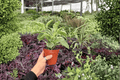 Variegated Peperomia Obtusifolia 2 Live Plants, 4-Inch Pots – Variegated Baby Rubber Plant