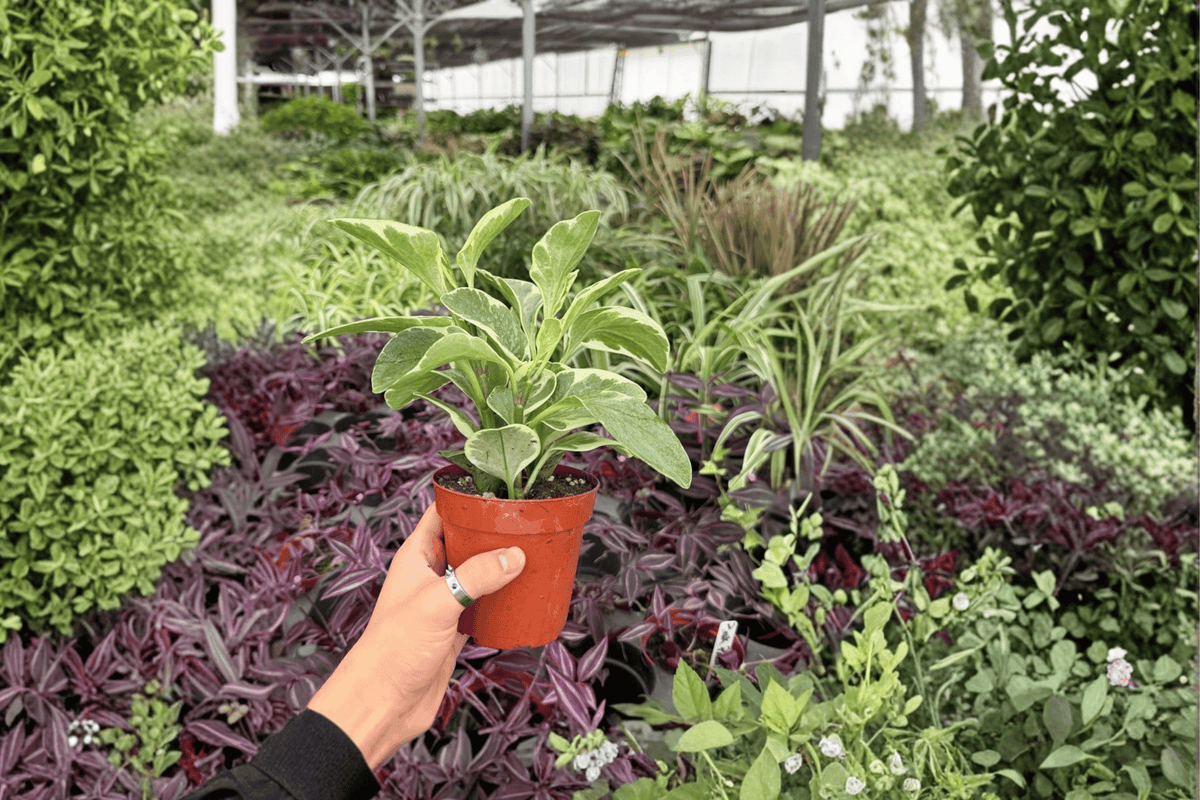 Variegated Peperomia Obtusifolia 2 Live Plants, 4-Inch Pots – Variegated Baby Rubber Plant