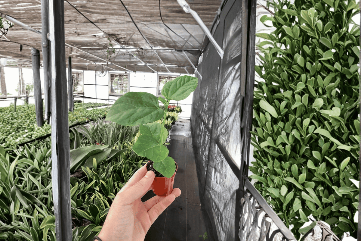 El Capitolio Orange Hibiscus Starter Plants (2-Pack) Bare Root – Hibiscus rosa-sinensis