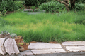 Blue Grama Grass (Bouteloua gracilis) - 4-Inch Live Plant