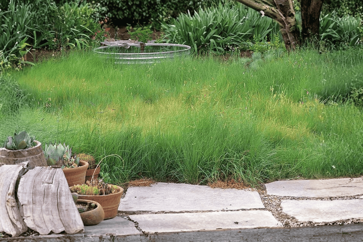 Blue Grama Grass (Bouteloua gracilis) - 4-Inch Live Plant