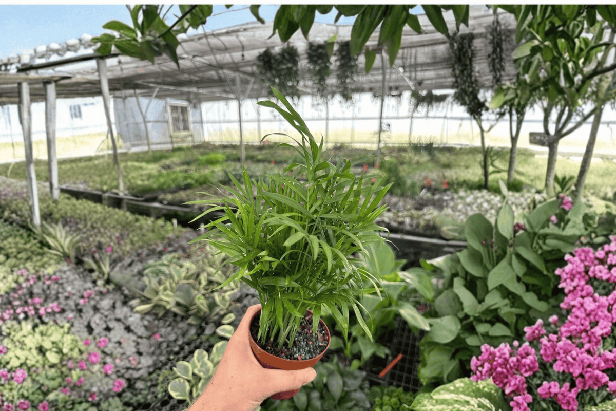 Neanthe Bella Palm (Parlor Palm) - 2 Live Plants in 4-Inch Pots | Chamaedorea elegans