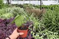 Anthurium Xone x MBR - 2 Live Plants in 4-Inch Pots (Exact Plants)