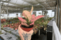 Aglaonema Light Pink Triphet - 2 Live 4-Inch Pots with Established Roots