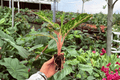 Aglaonema Sparkling Sarah XL Starter Plants - 2 Live Plants