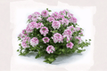 Vanessa Bicolor Pink Verbena Live Plant - 4-Inch Pot