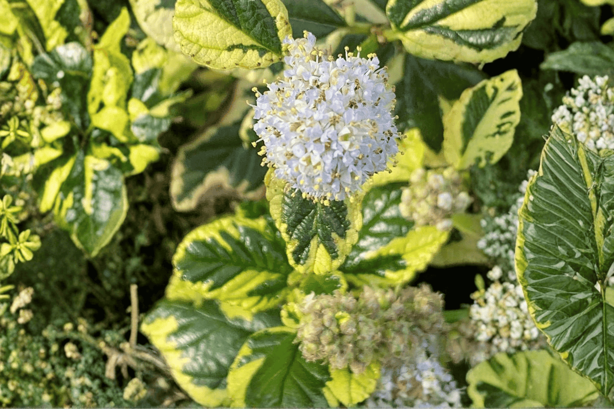 Ceanothus Emerisa’s Gem Carmel Creeper - 4-Inch Pot Live Plant