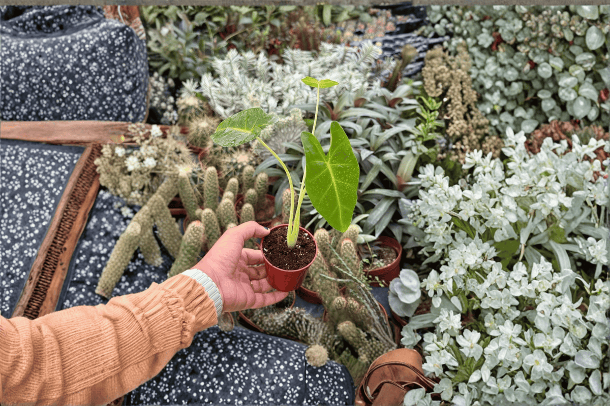 Alocasia Lutea Starter Plants (2-Pack) in 2-Inch Pots - Bare Root