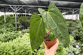 Anthurium Hoffmannii x Red Gunsal Live Plants – 4-Inch Pots (2-Pack)