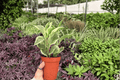 Variegated Peperomia Obtusifolia - 2 Live Plants in 4-Inch Pots