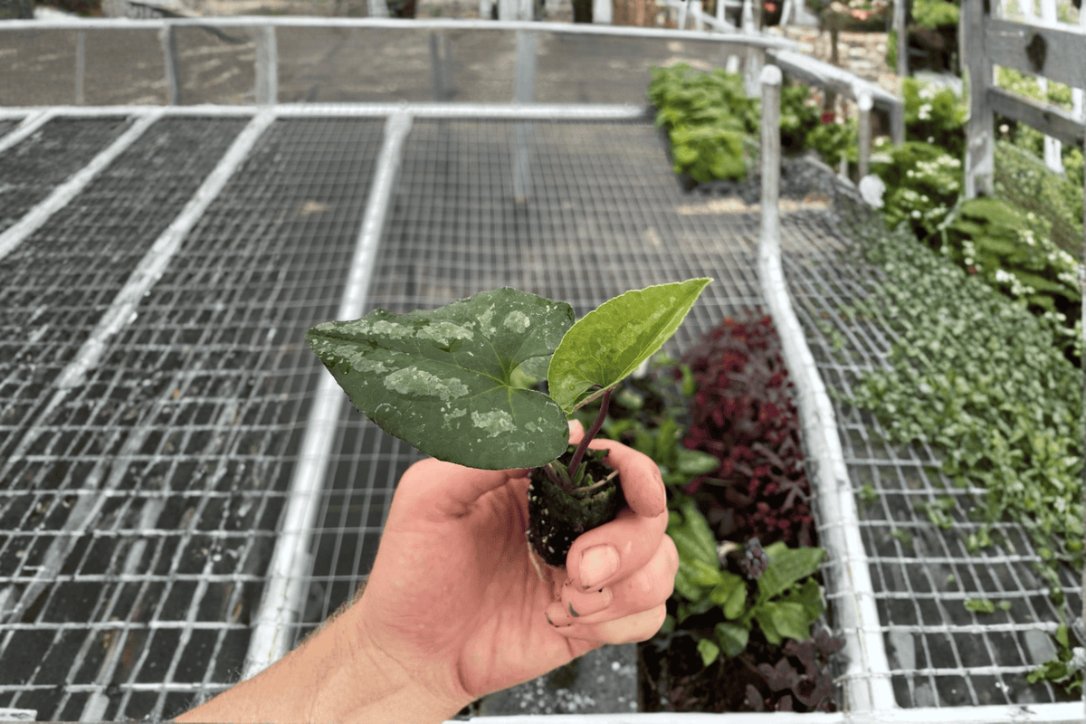 Quicksilver Wild Ginger Asarum splendens 'Quicksilver' | 2 Live Starter Plants