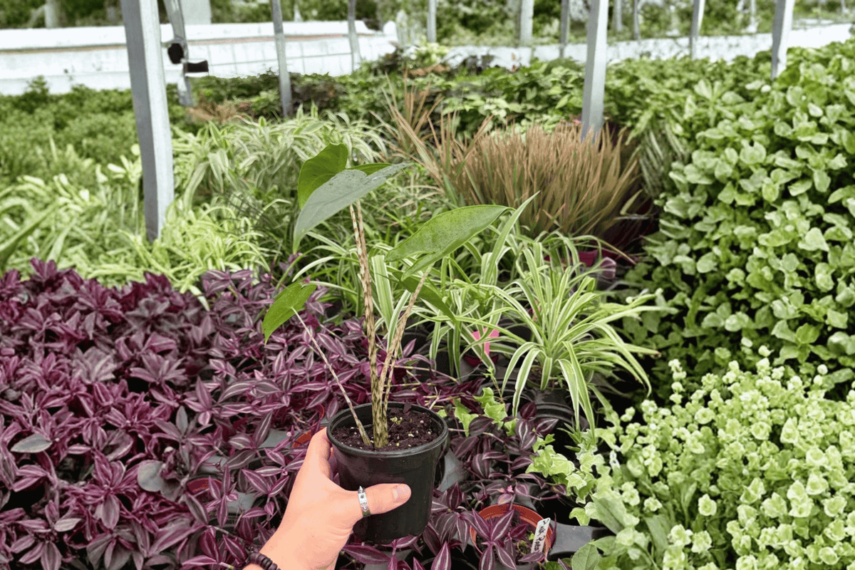 Alocasia Zebrina – 2 Live Starter Plants in 4" Pots