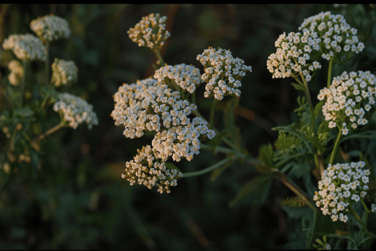Sonoma Coast Yarrow - 1 Live Plant in 4-Inch Pot (Achillea millefolium 'Sonoma Coast')