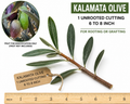 Kalamata Olive Unrooted Cutting – 6 to 8 inches | Olea europaea