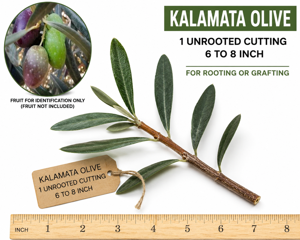 Kalamata Olive Unrooted Cutting – 6 to 8 inches | Olea europaea