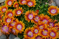 Fire Spinner Delosperma (Ice Plant) - 1 Live Plant in 4-Inch Pot