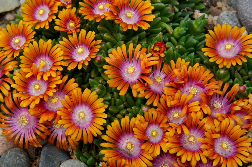 Fire Spinner Delosperma (Ice Plant) - 1 Live Plant in 4-Inch Pot
